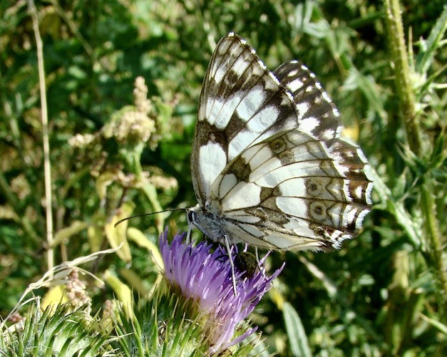 marbled white